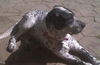 Odie-ADOPTED 05.06.12