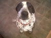 Odie-ADOPTED 05.06.12