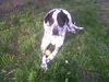 Odie-ADOPTED 05.06.12