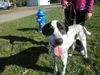 Odie-ADOPTED 05.06.12