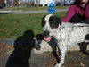 Odie-ADOPTED 05.06.12