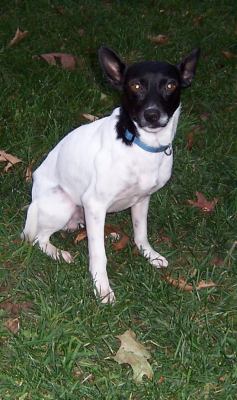 Dobbie
