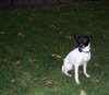 Dobbie