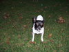 Dobbie