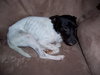 Dobbie