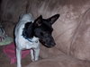 Dobbie