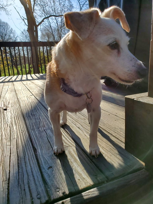 Molly Belle - ADOPTED 08.13.19