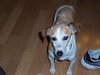 Molly Belle - ADOPTED 08.13.19