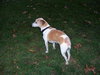Molly Belle - ADOPTED 08.13.19