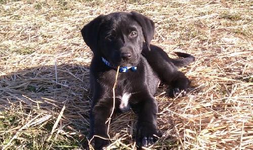 Md Litter- Bogie-PENDING