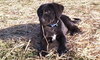 Md Litter- Bogie-PENDING