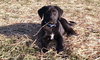Md Litter- Bogie-PENDING