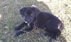 Md Litter- Bogie-PENDING