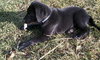 Md Litter- Bogie-PENDING