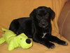 Md Litter- Bogie-PENDING