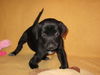Md Litter-Audrey-PENDING