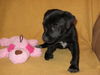 Md Litter-Audrey-PENDING