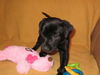 Md Litter-Audrey-PENDING