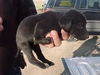 Md Litter-Audrey-PENDING