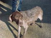 Md Litter-Audrey-PENDING