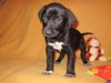 Md Litter-Mae-PENDING