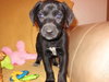 Md Litter-Ingrid-PENDING