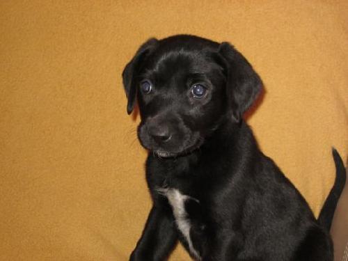 Md Litter-Ingrid-PENDING