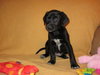 Md Litter-Ingrid-PENDING