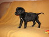 Md Litter-Ingrid-PENDING