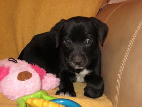 Md Litter-Hedy-pending