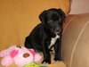 Md Litter-Hedy-pending