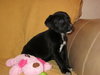 Md Litter-Hedy-pending