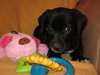 Md Litter-Hedy-pending