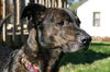 Trooper-ADOPTED-1.25.12