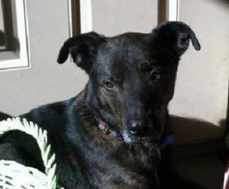 Trooper-ADOPTED-1.25.12