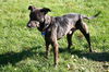 Trooper-ADOPTED-1.25.12
