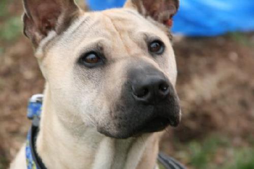 Max Boy - ADOPTED 12.09.11