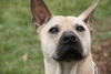 Max Boy - ADOPTED 12.09.11