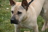 Max Boy - ADOPTED 12.09.11