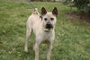 Max Boy - ADOPTED 12.09.11