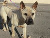 Max Boy - ADOPTED 12.09.11