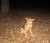 Friday - ADOPTED 11.26.11