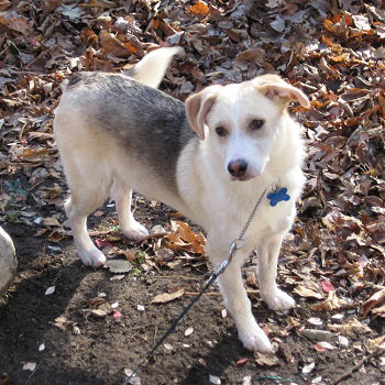 Thursday - ADOPTED 12.08.11