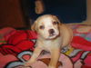 Od Litter-Isabella - ADOPTED 12.03.11