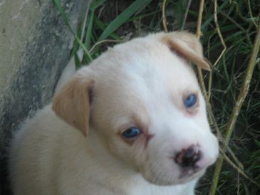 Od Litter-Isabella - ADOPTED 12.03.11