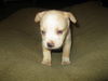 Od Litter-Isabella - ADOPTED 12.03.11