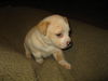 Od Litter-Isabella - ADOPTED 12.03.11