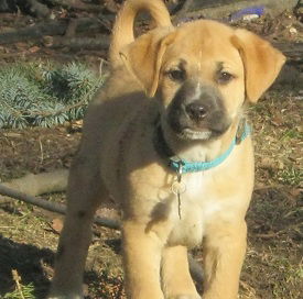 Od Litter-Charle-ADOPTED-1.7.12