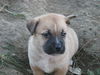 Od Litter-Charle-ADOPTED-1.7.12