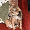 Pd Litter Honey Crisp - ADOPTED 12.30.11